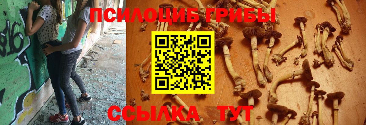 Галлюциногенные грибы Psilocybine cubensis Алатырь